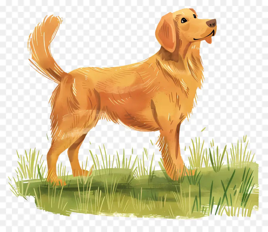 Anjing Golden Retriever，Anjing PNG