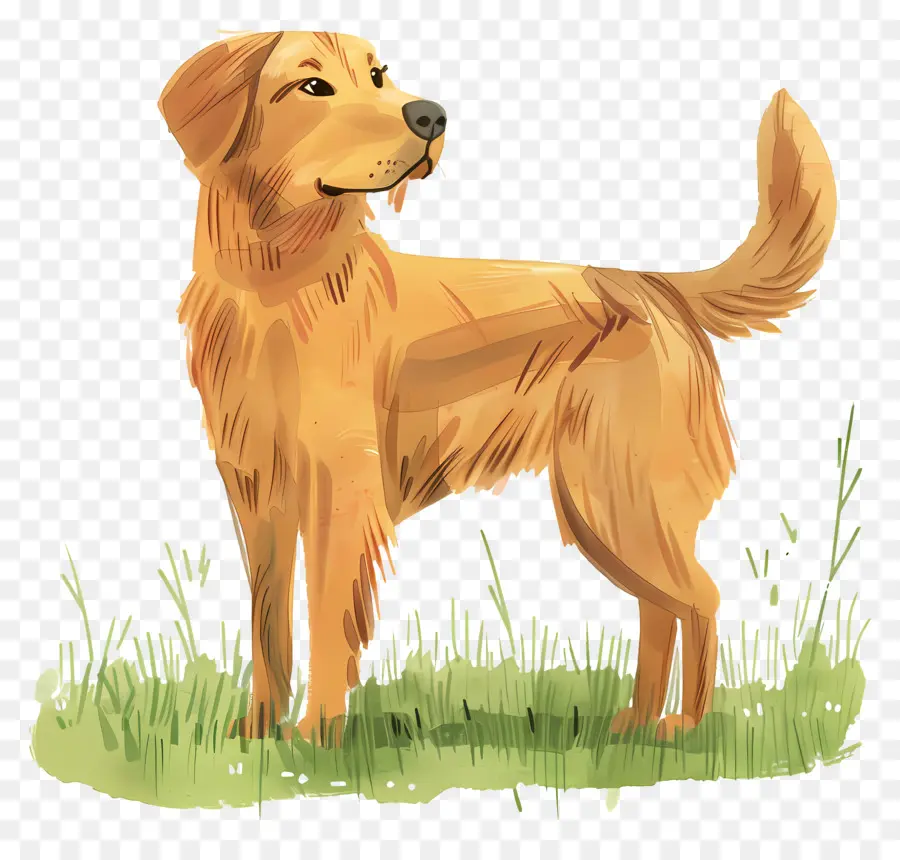 Anjing Golden Retriever，Anjing PNG