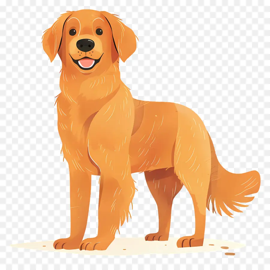 Anjing Golden Retriever，Anjing PNG