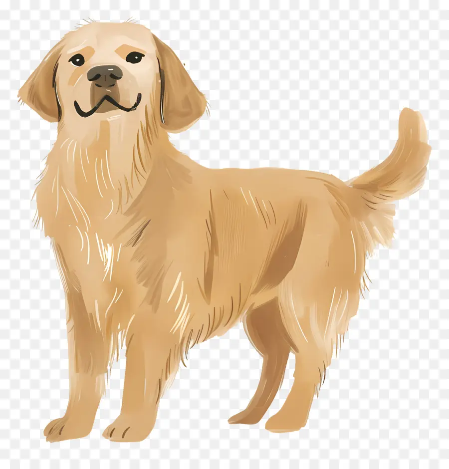 Anjing Golden Retriever，Anjing PNG