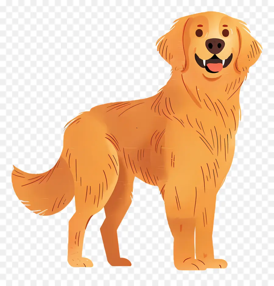 Anjing Golden Retriever，Anjing PNG