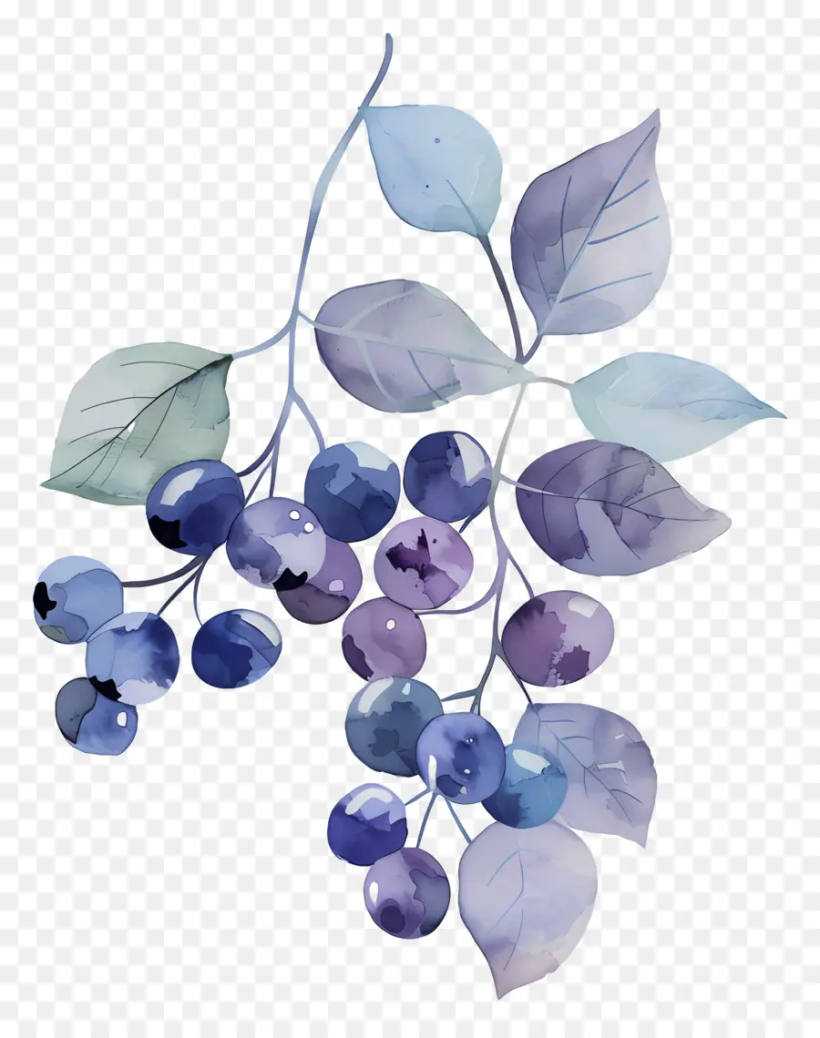 Blueberry Cat Air，Blueberry PNG