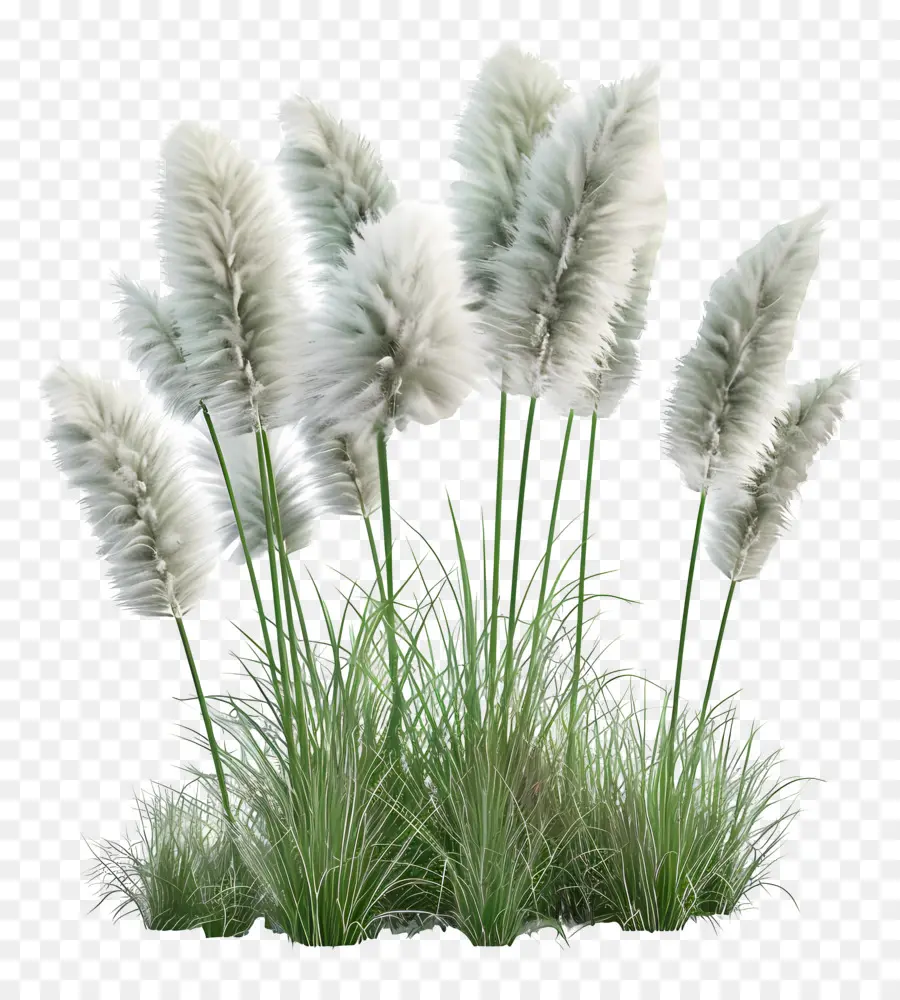 Rumput Pampas，Rumput PNG