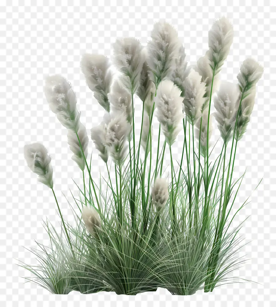 Rumput Pampas，Empuk PNG