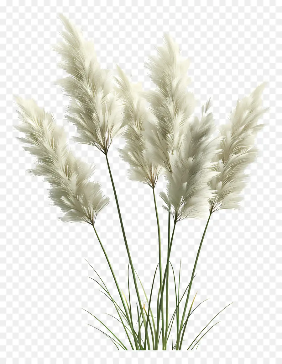 Rumput Pampas，Berbulu PNG