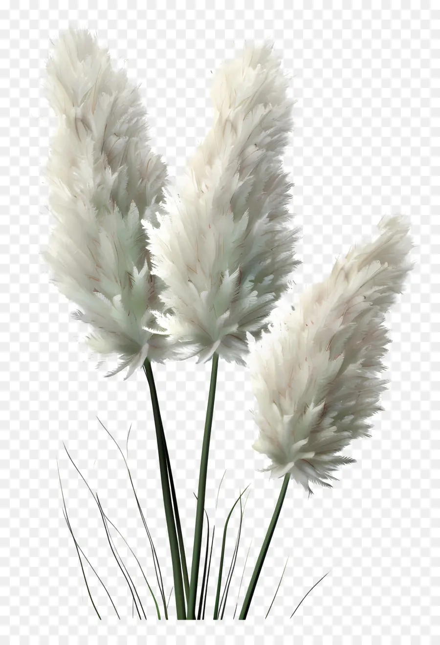 Rumput Pampas，Empuk PNG