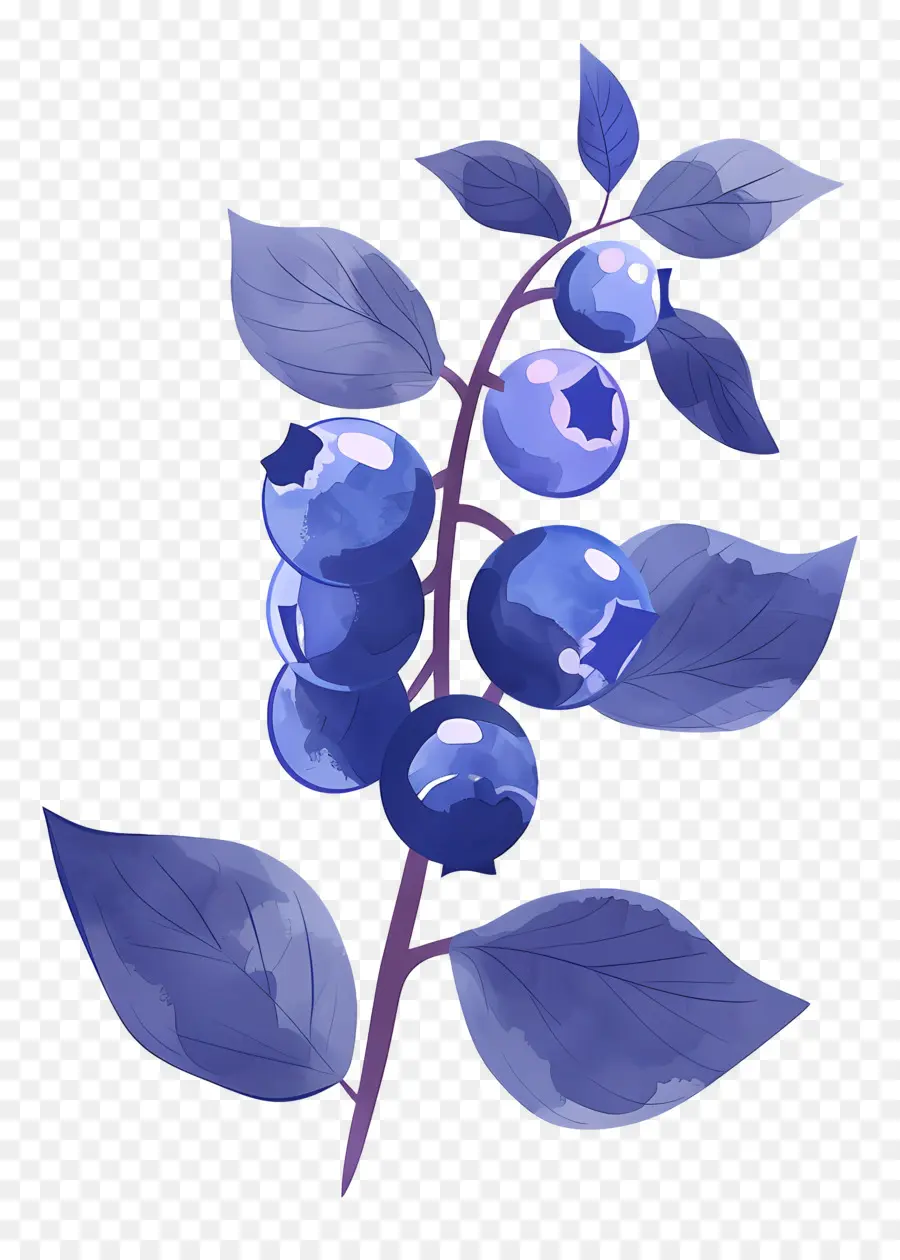 Blueberry Cat Air，Blueberry PNG