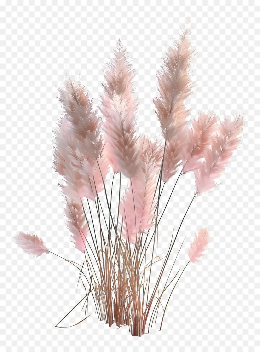 Rumput Pampas，Rumput Pampas Merah Muda PNG