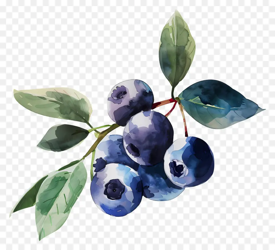 Blueberry Cat Air，Blueberry PNG