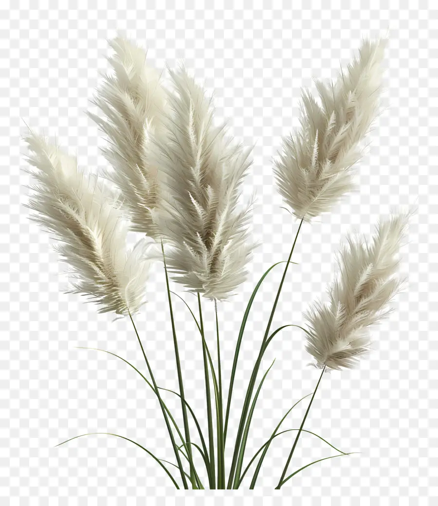 Rumput Pampas，Berbulu PNG