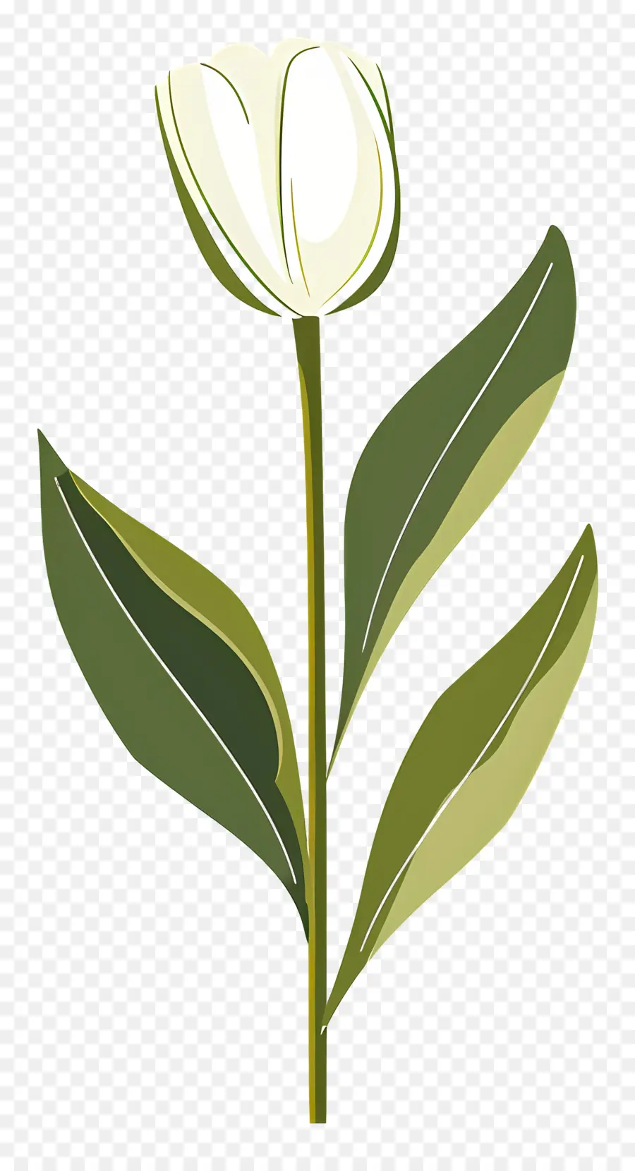 Bunga Tunggal，Tulip Putih PNG