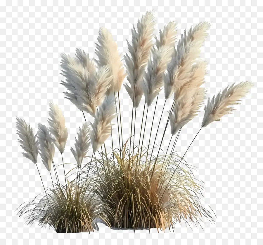 Rumput Pampas，Rumput PNG