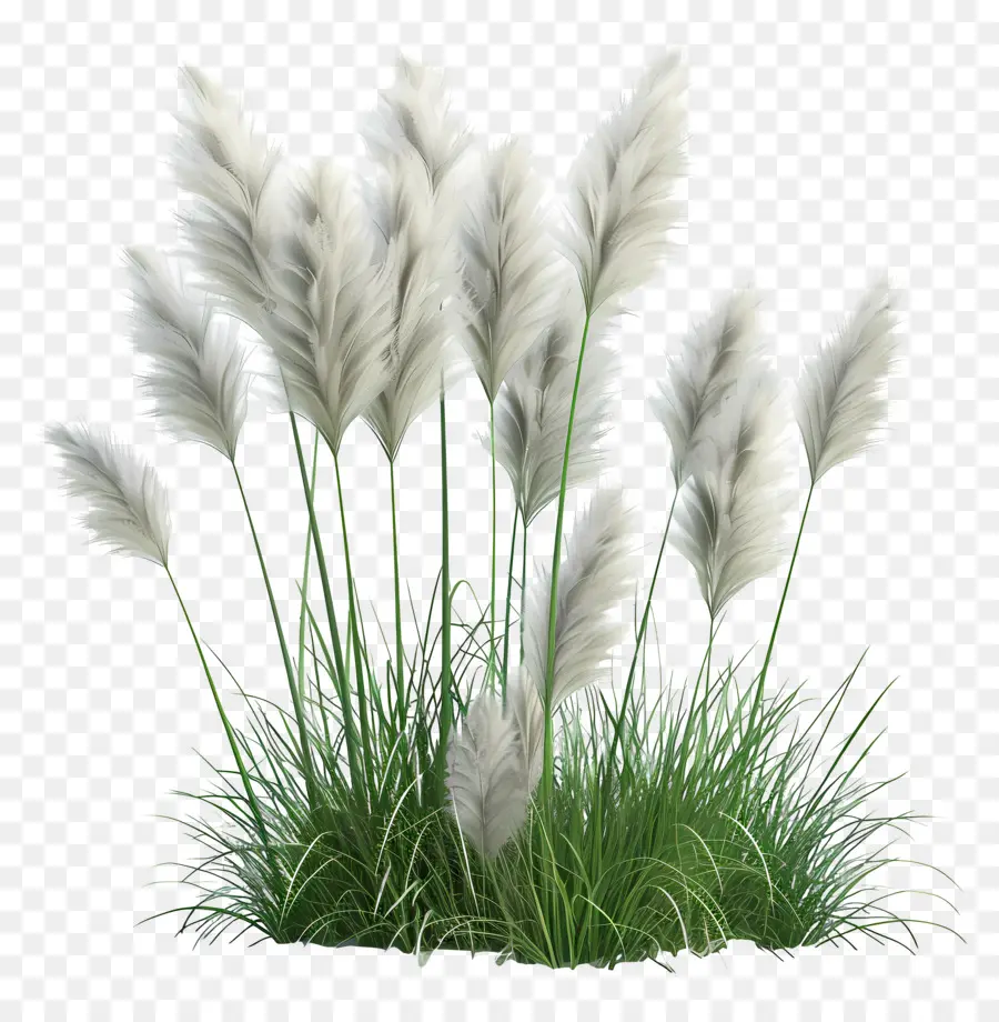 Rumput Pampas，Rumput PNG