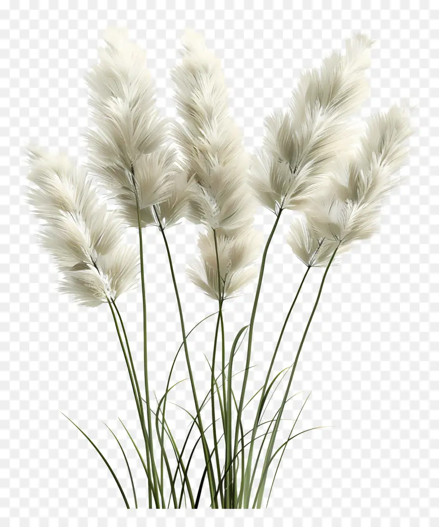 Rumput Pampas，Berbulu PNG