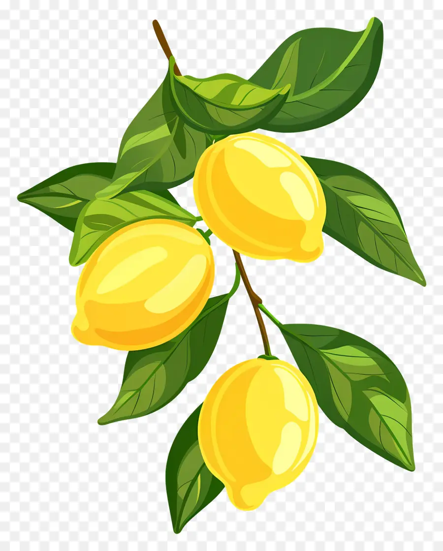 Lemon Dengan Daun，Cabang Lemon PNG