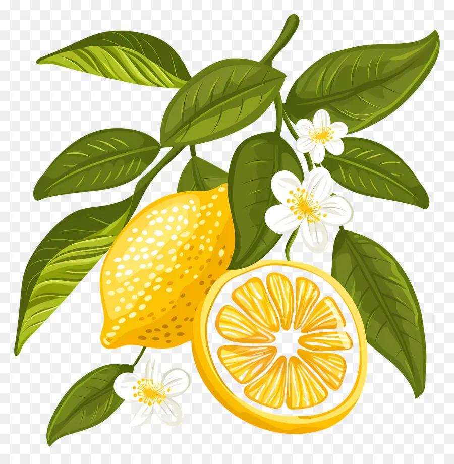 Lemon Dengan Daun，Lemon Dan Bunga PNG