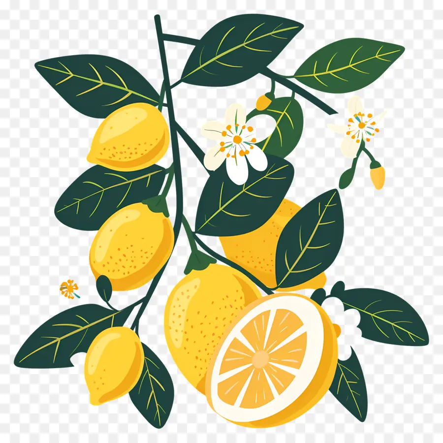 Lemon Dengan Daun，Lemon Dan Bunga PNG