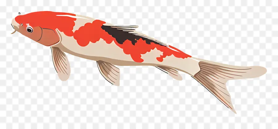 Ikan Koi，Ikan PNG