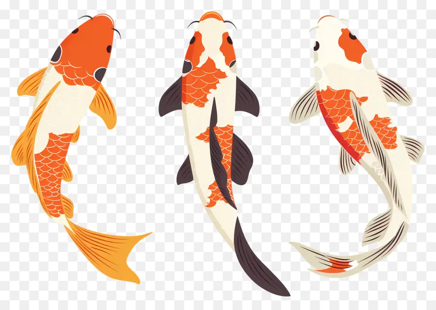 Ikan Koi，Tiga Detail Ikan Koi PNG