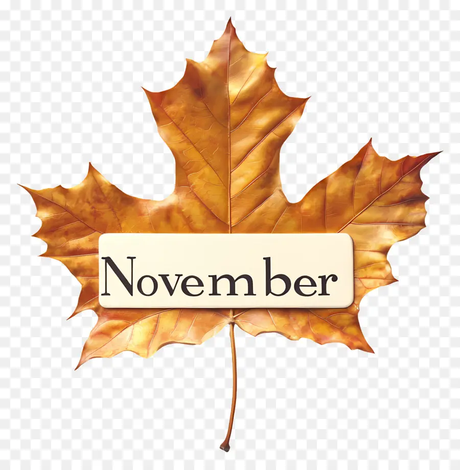 Kata November，Daun Maple PNG