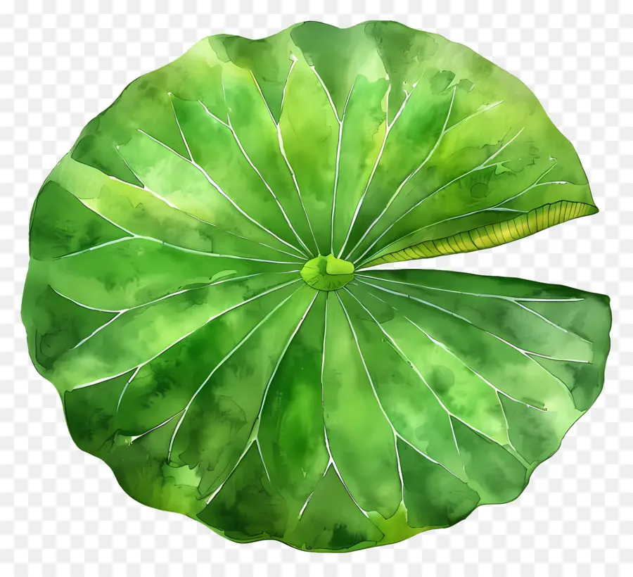 Daun Teratai，Daun Teratai Hijau PNG