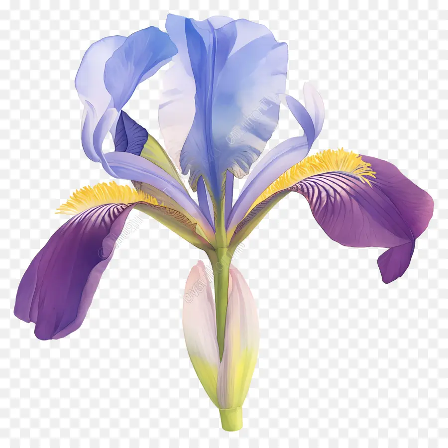 Iris Aljazair，Bunga Iris PNG