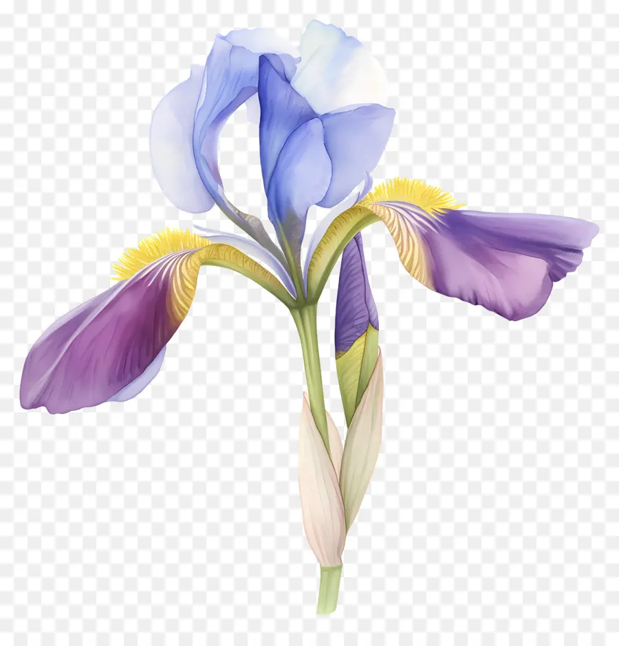 Iris Aljazair，Bunga Iris PNG