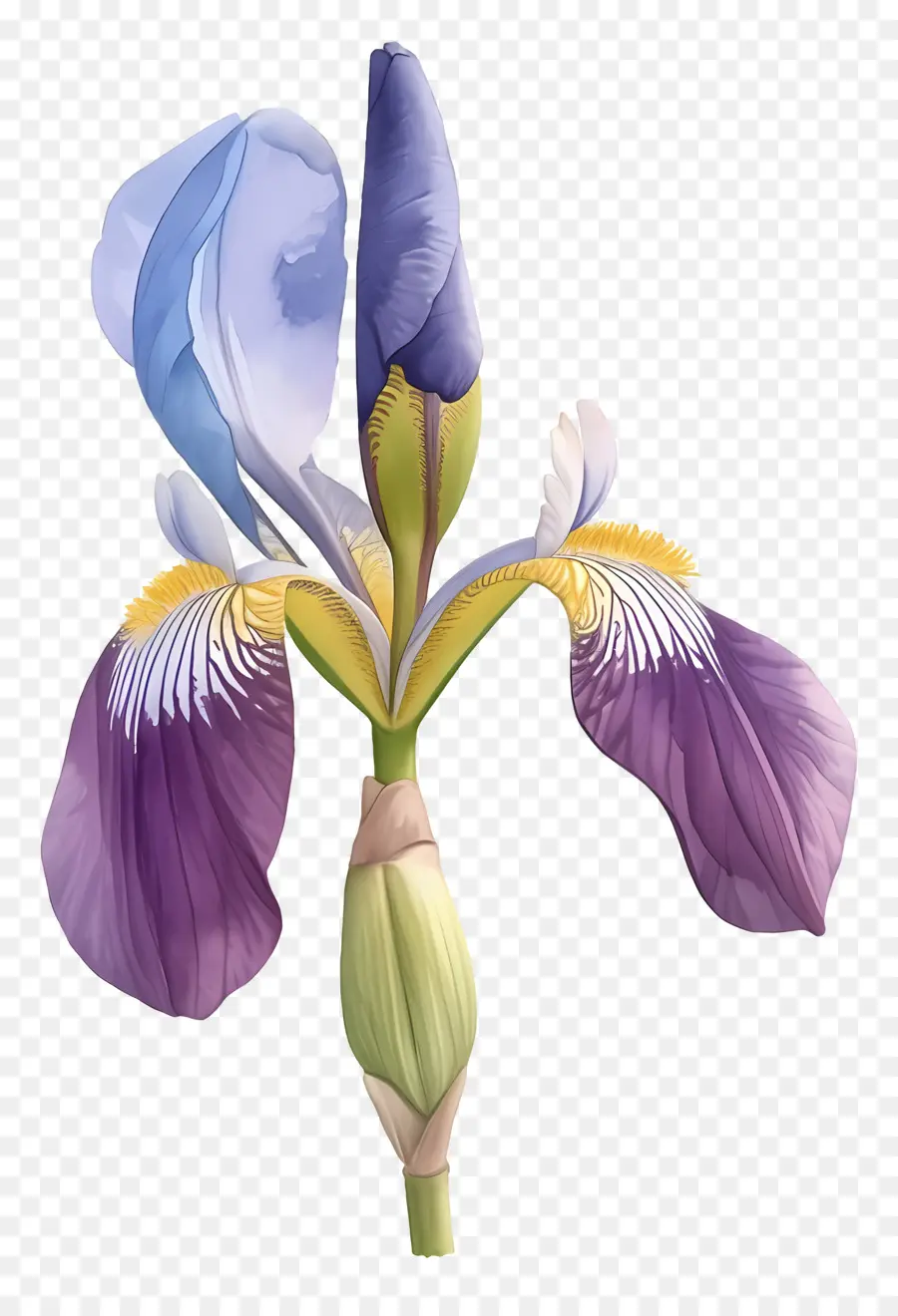 Iris Aljazair，Bunga Iris PNG