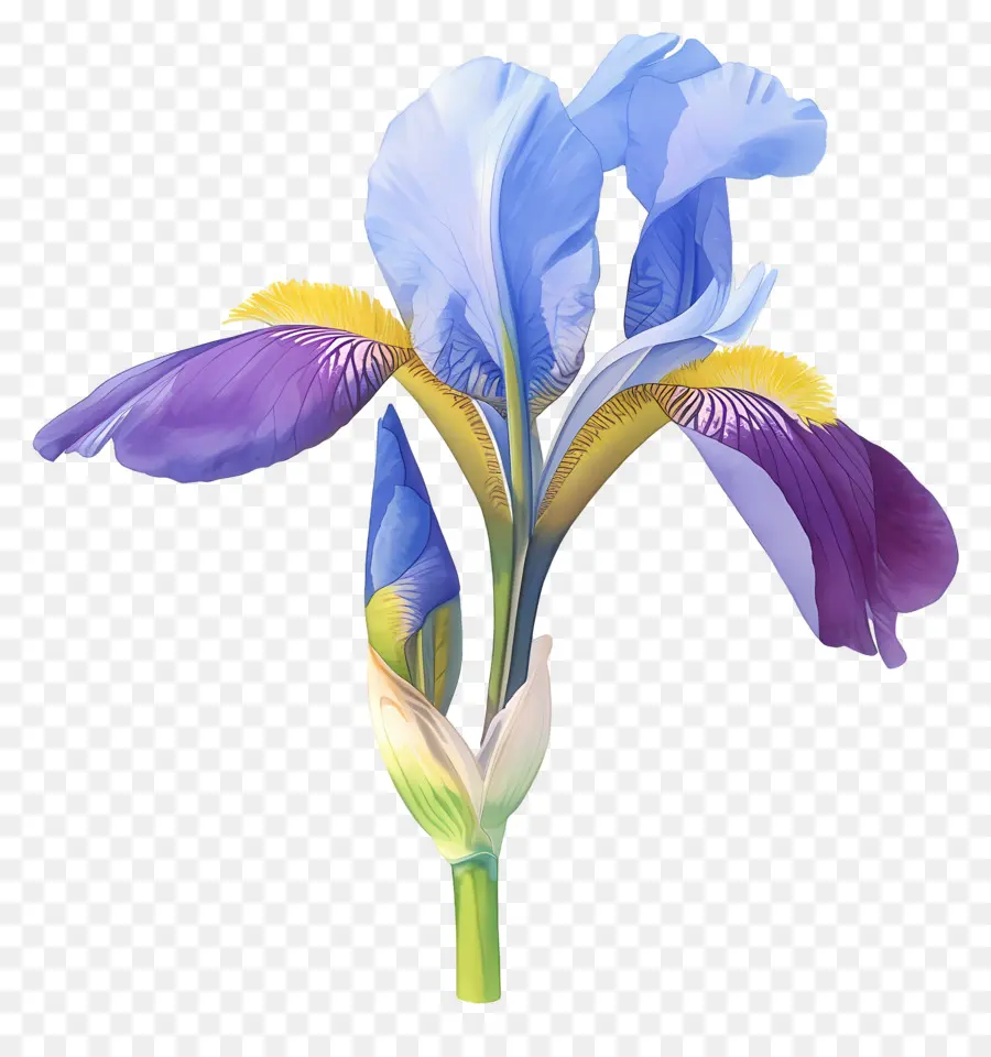 Iris Aljazair，Bunga Iris PNG