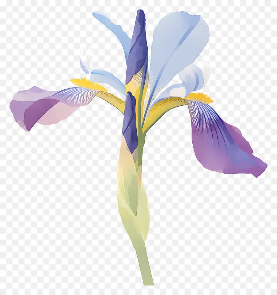 Iris Aljazair，Bunga Iris PNG