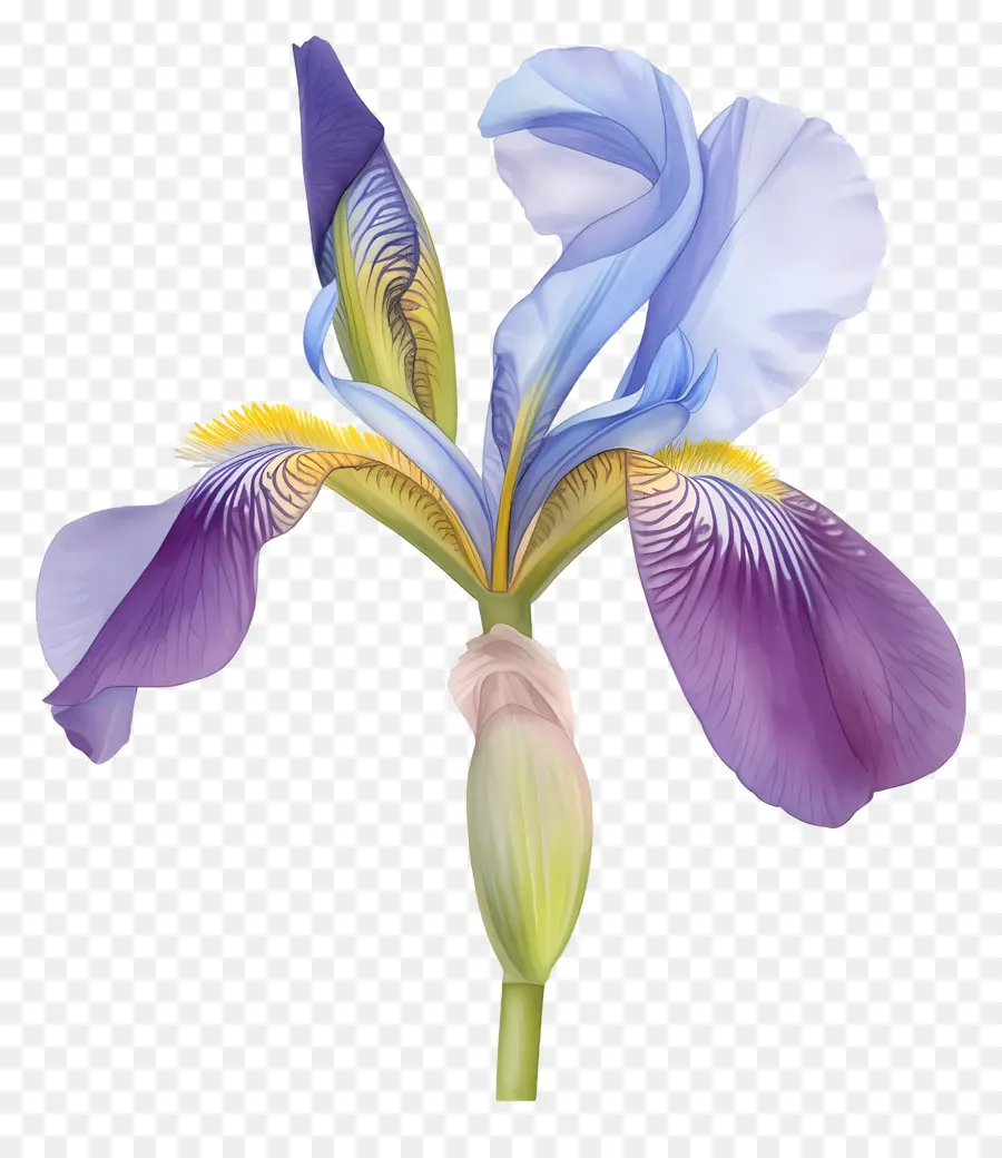 Iris Aljazair，Bunga Iris PNG