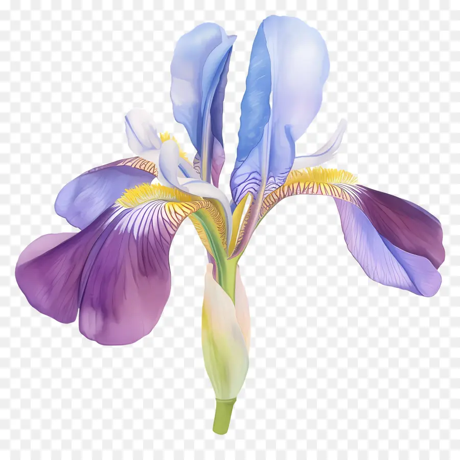 Iris Aljazair，Bunga Iris PNG