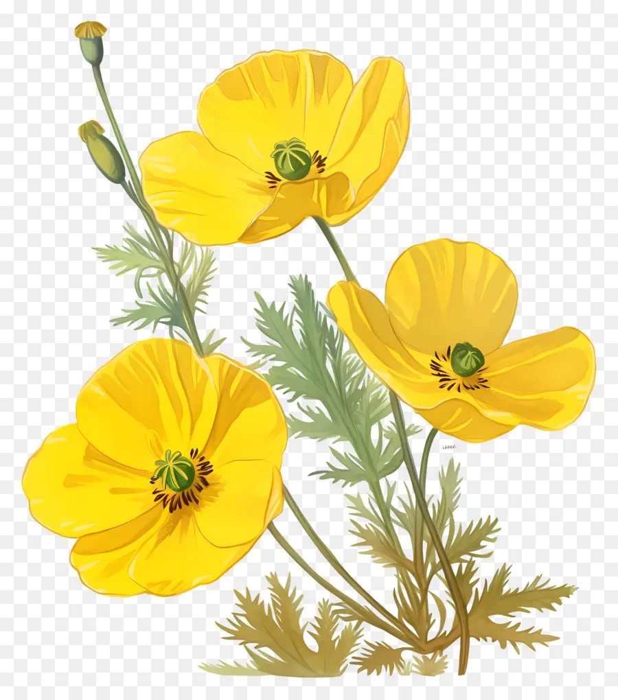 Bunga Bunga Mawar，Bunga Poppy Kuning PNG