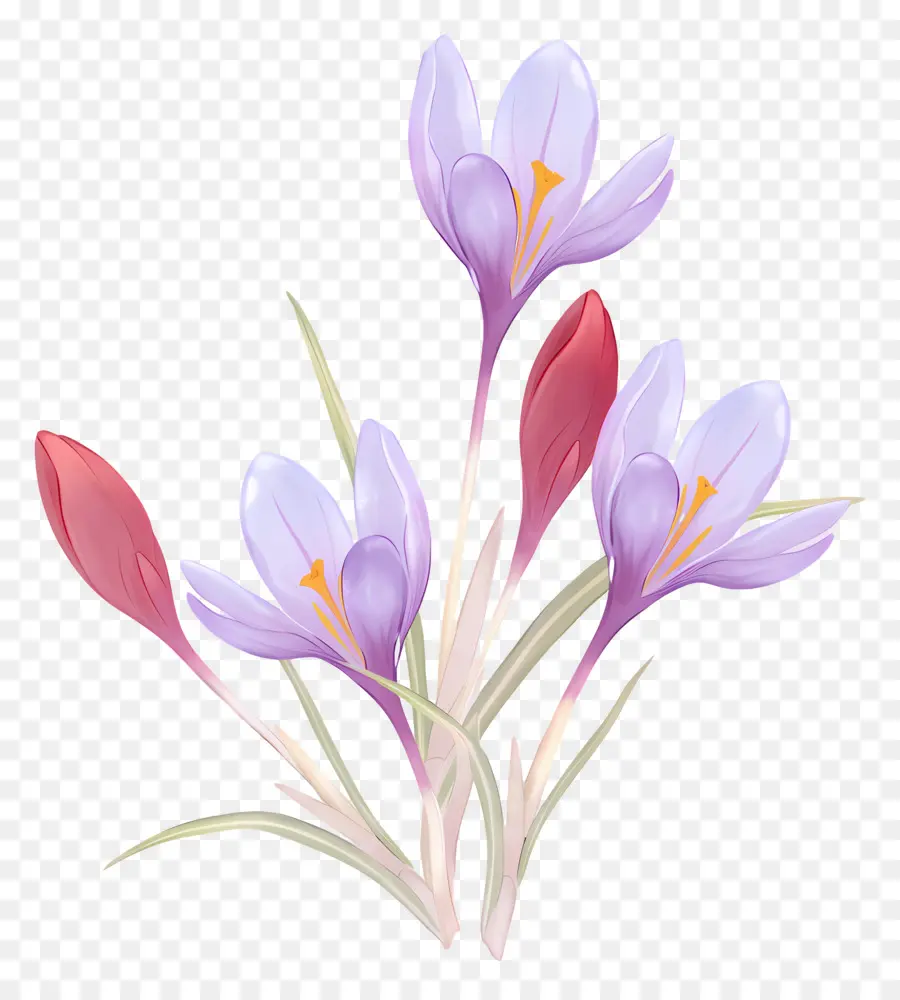 Kunyit Crocus，Bunga Crokus PNG