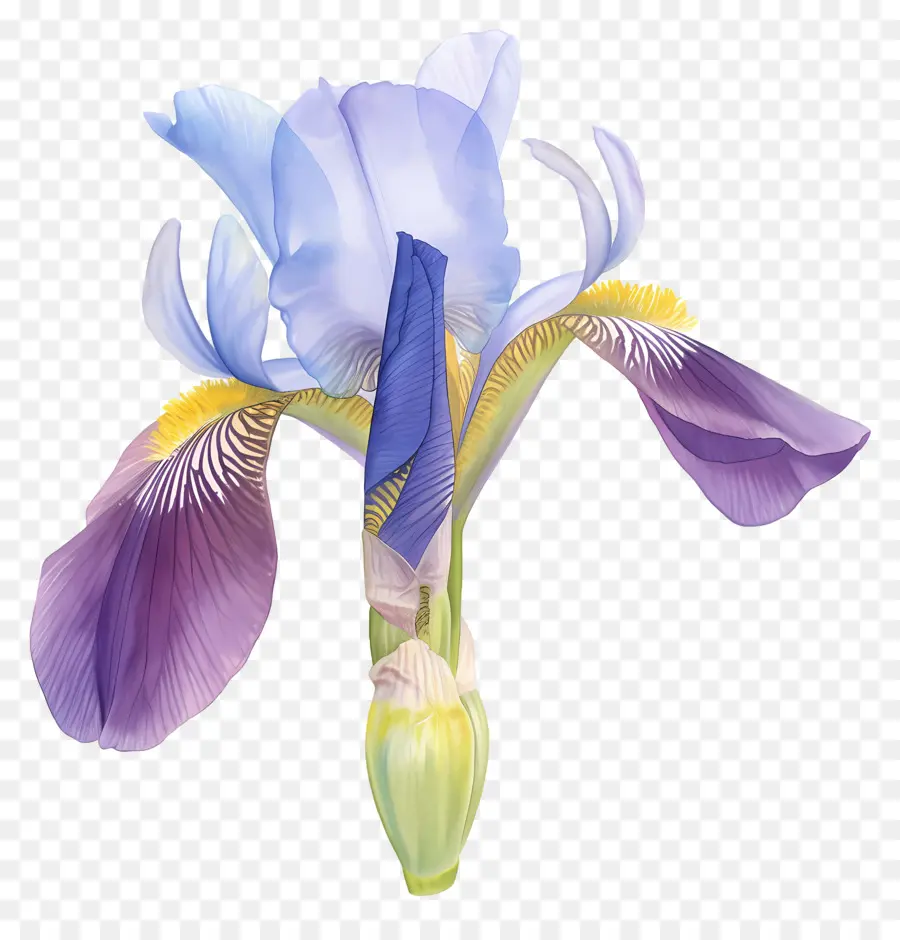 Iris Aljazair，Bunga Iris PNG