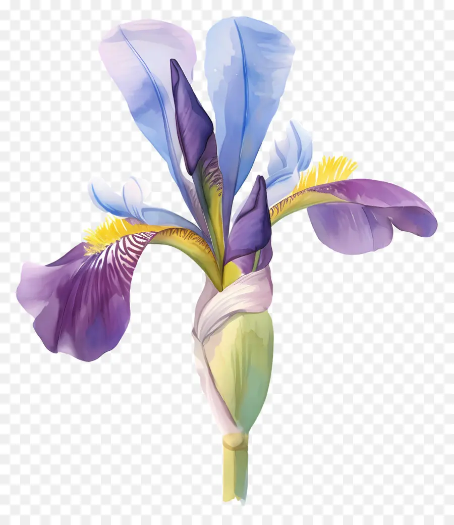 Iris Aljazair，Bunga Iris PNG