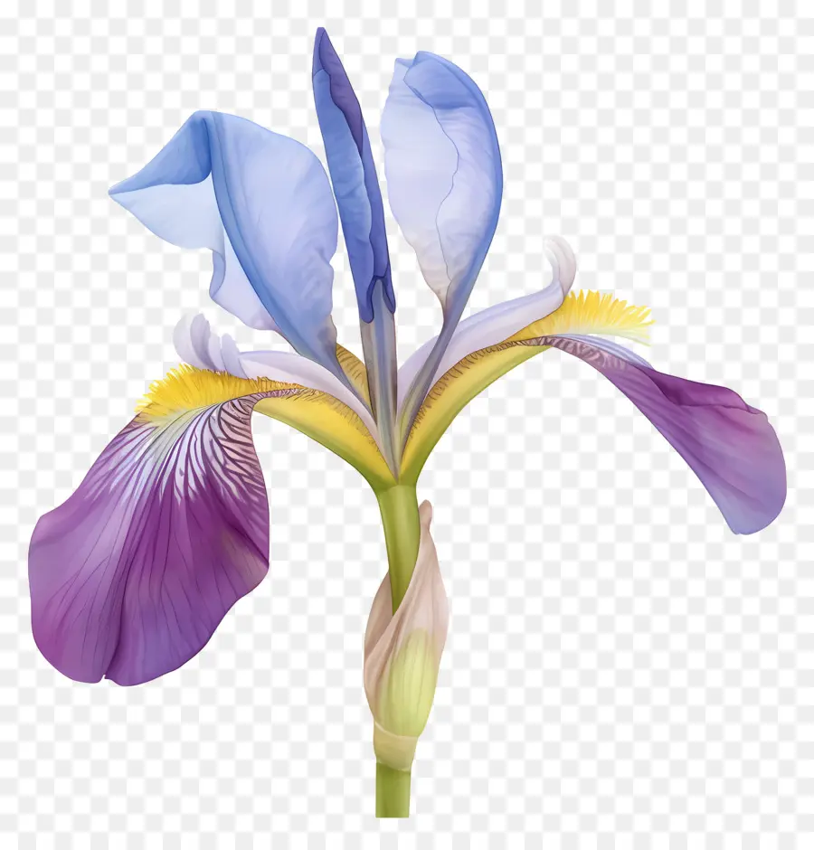 Iris Aljazair，Bunga Iris PNG