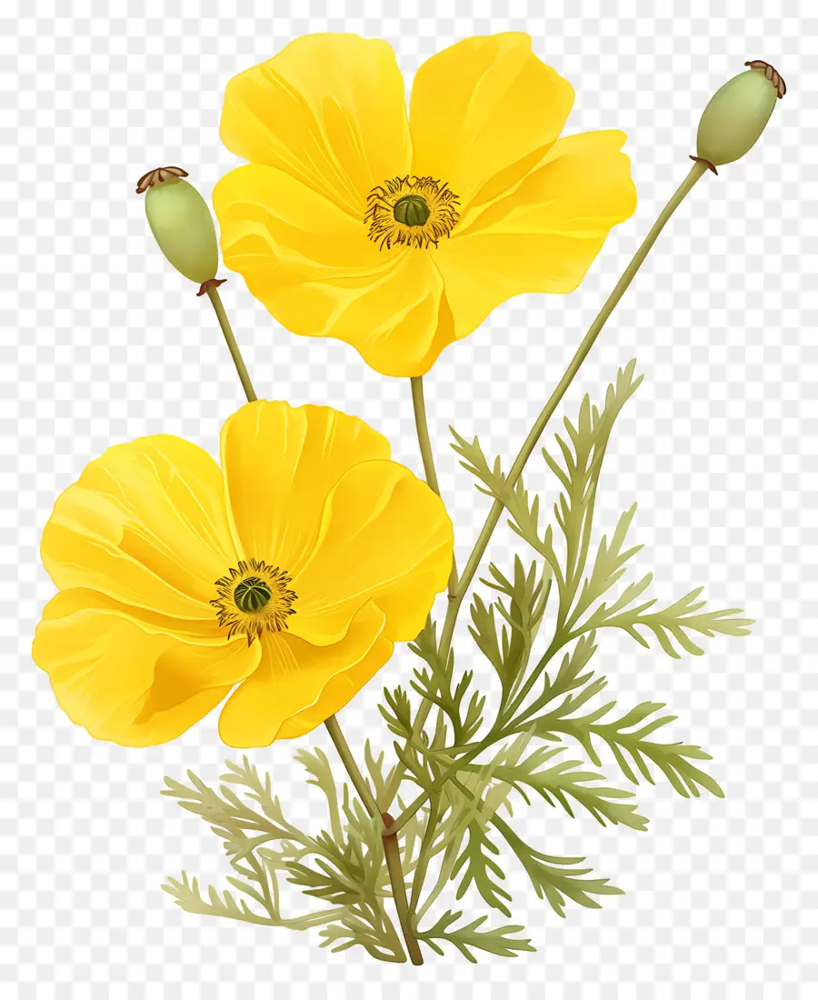 Bunga Bunga Mawar，Bunga Poppy Kuning PNG