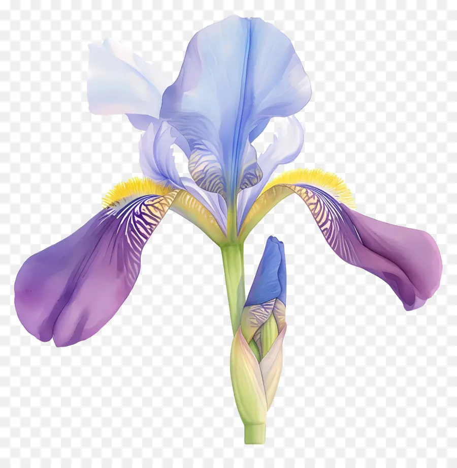 Iris Aljazair，Bunga Iris PNG