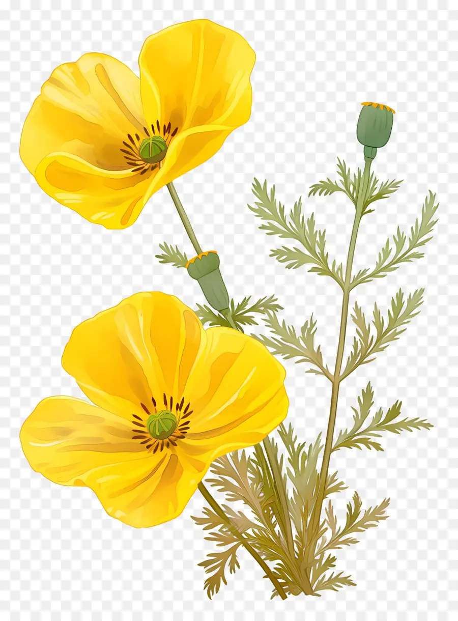 Bunga Bunga Mawar，Bunga Poppy Kuning PNG