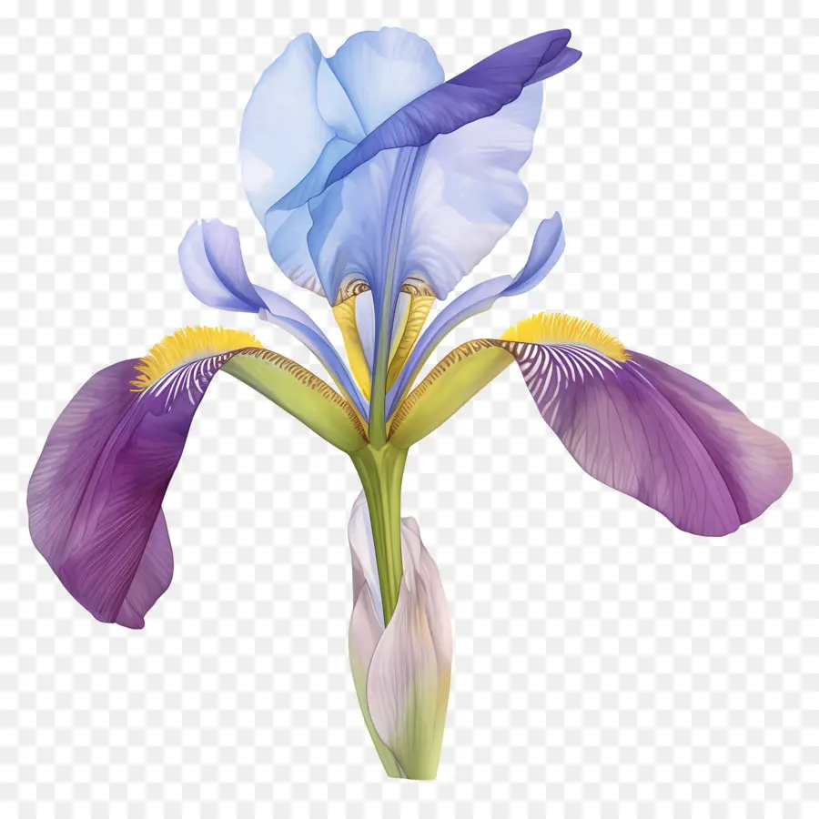 Iris Aljazair，Bunga Iris PNG