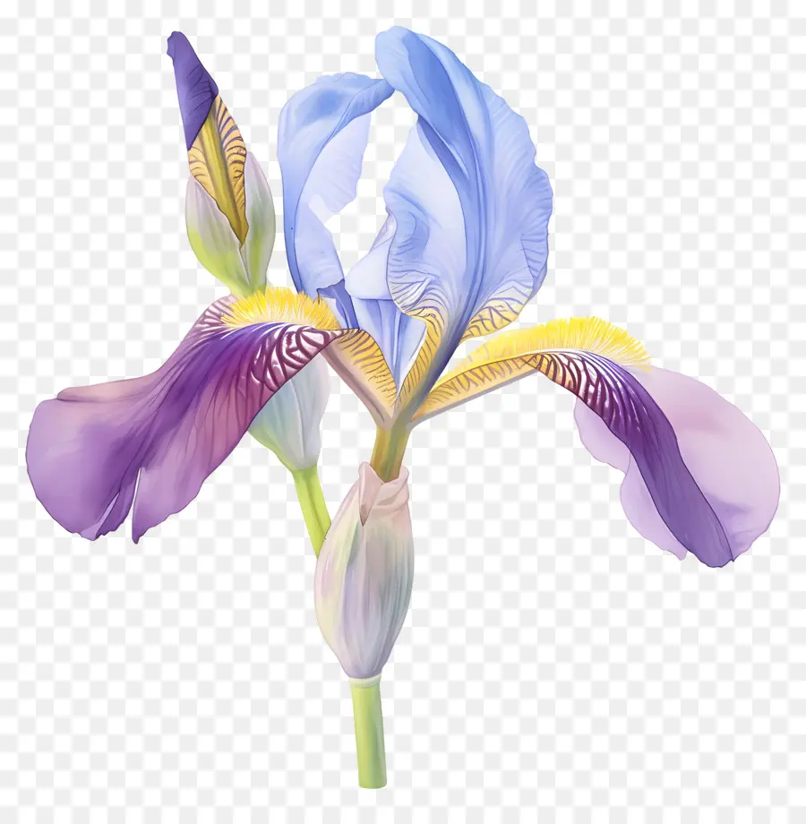 Iris Aljazair，Bunga Iris PNG