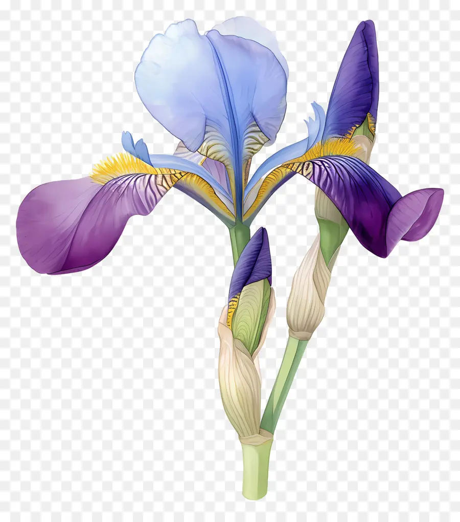 Iris Aljazair，Bunga Iris PNG