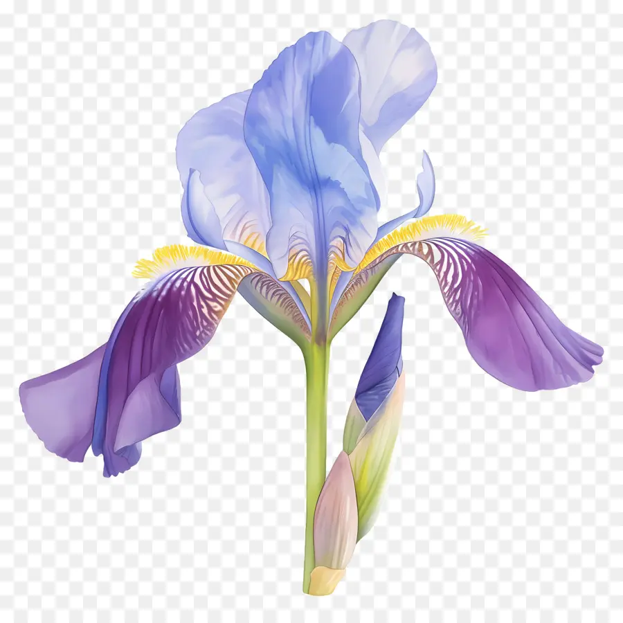 Iris Aljazair，Bunga Iris PNG