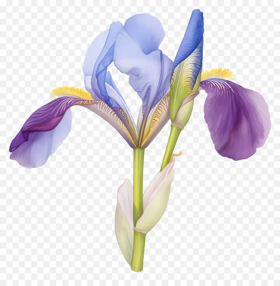 Iris Aljazair，Bunga Iris PNG