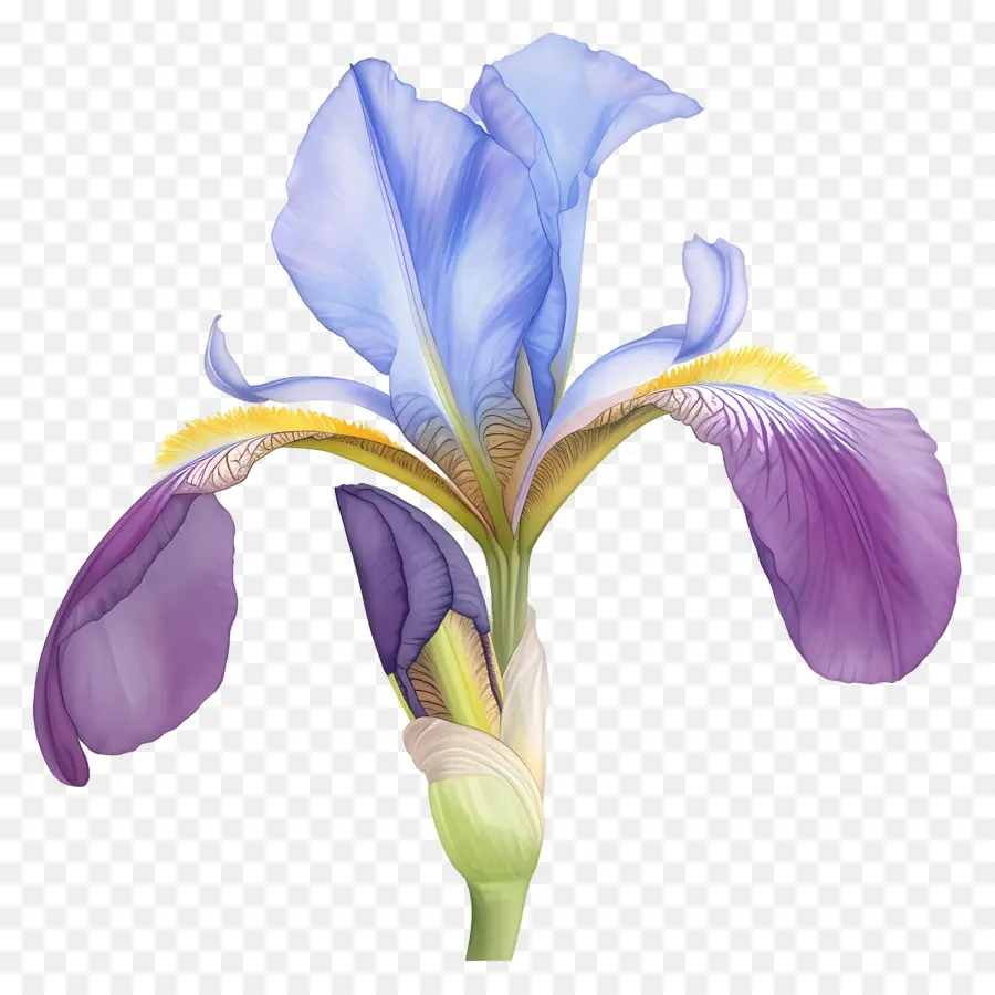 Iris Aljazair，Bunga Iris PNG