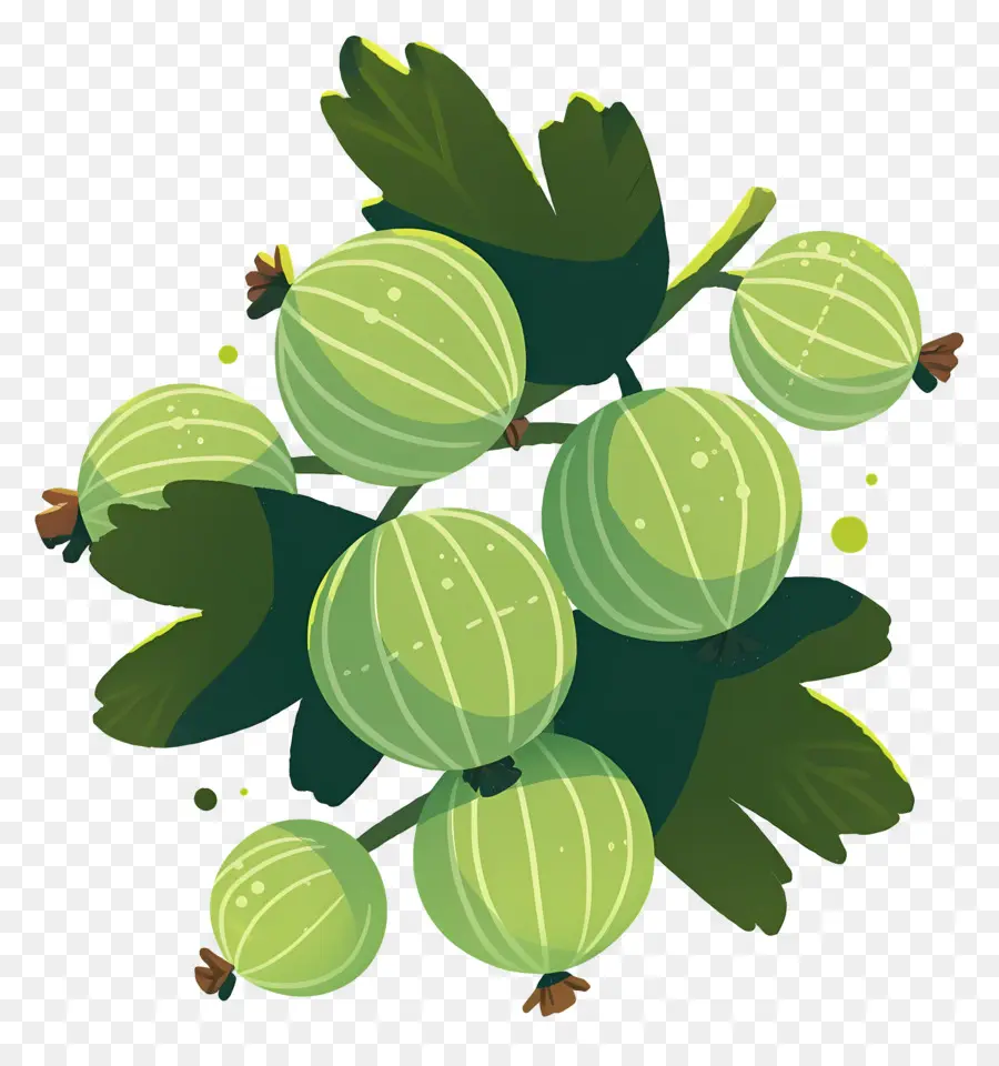 Buah Gooseberry，Gooseberry Hijau PNG