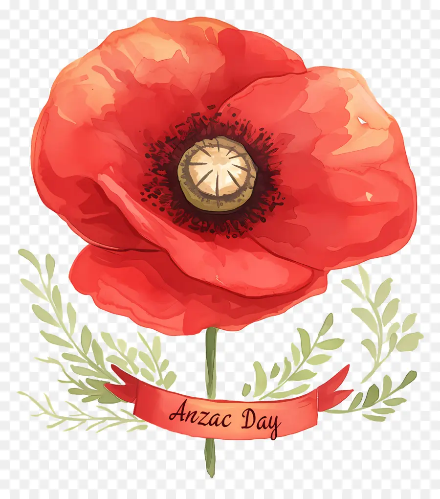 Hari Anzac，Bunga Poppy Hari Anzac PNG