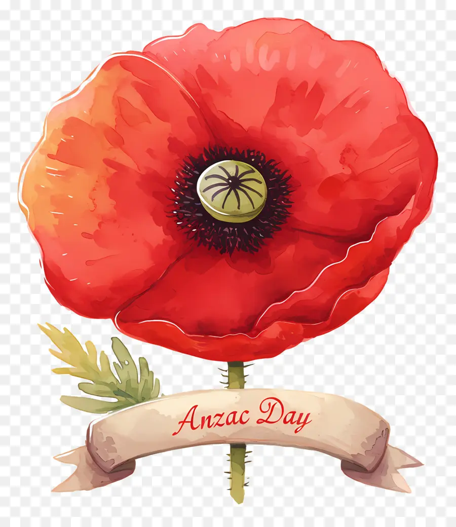 Hari Anzac，Bunga Poppy Hari Anzac PNG