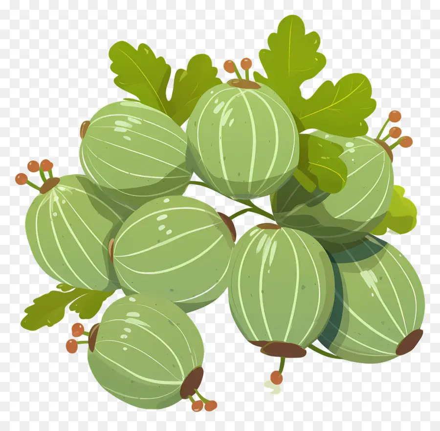 Buah Gooseberry，Gooseberry Hijau PNG